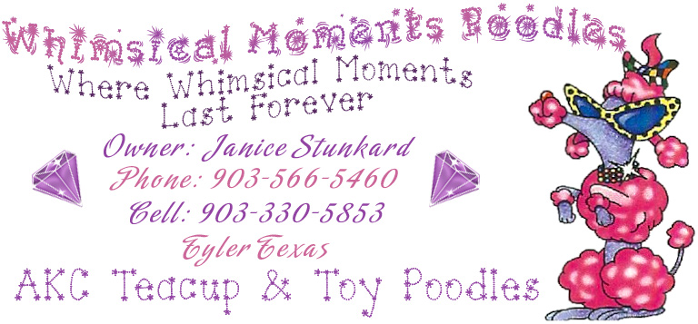 Whimsical Moments Poodles